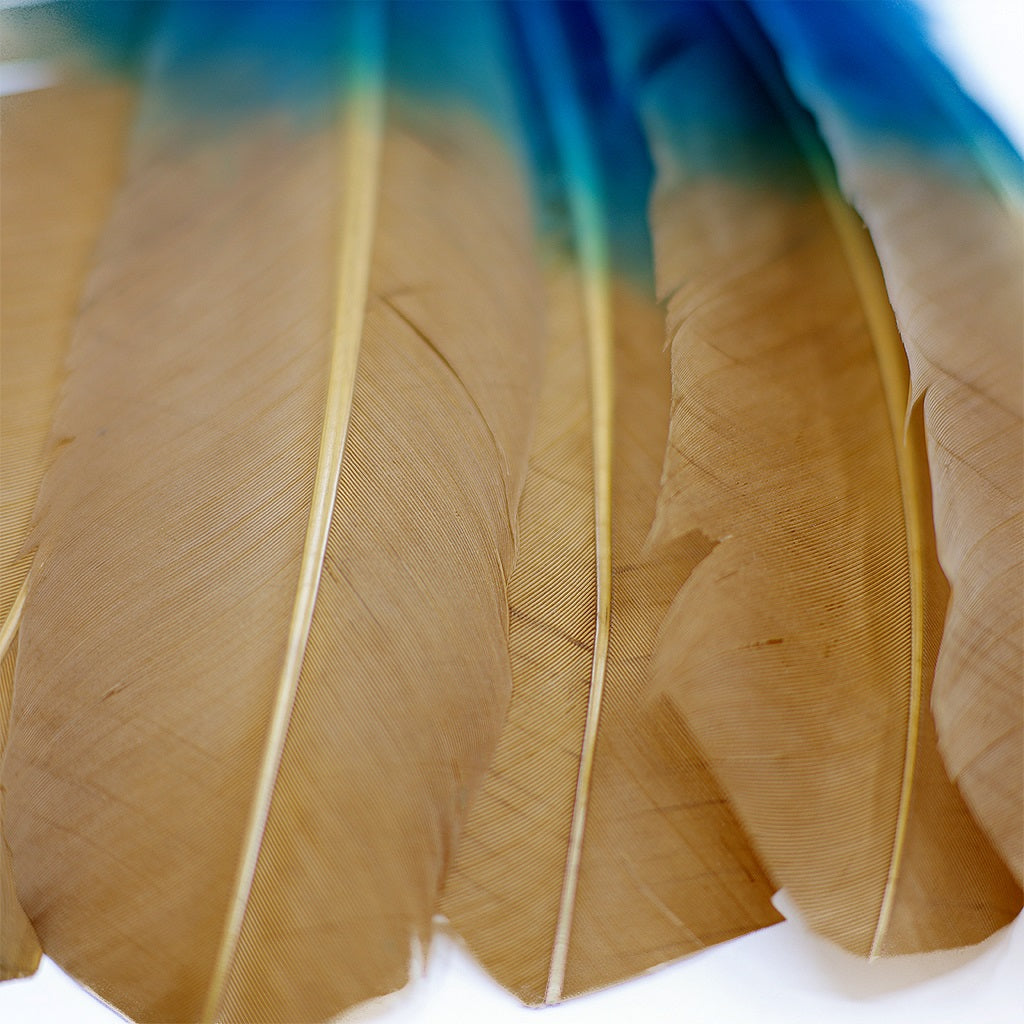 Ombre Turkey Quill Feathers 10-12" Dip .25 lb - Dark Turquoise/ Camel