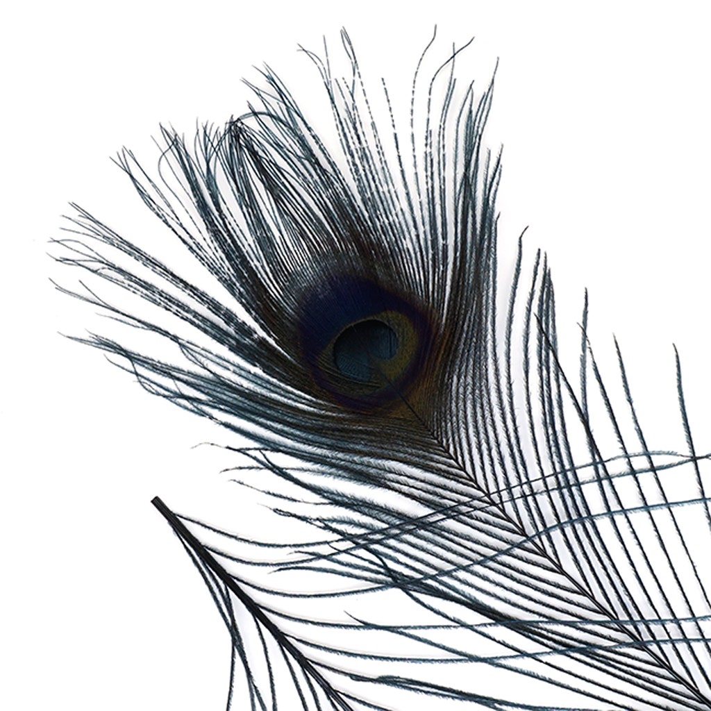 Peacock Tail Eyes Bleached and Dyed - 8-15” - 100 PC - Black