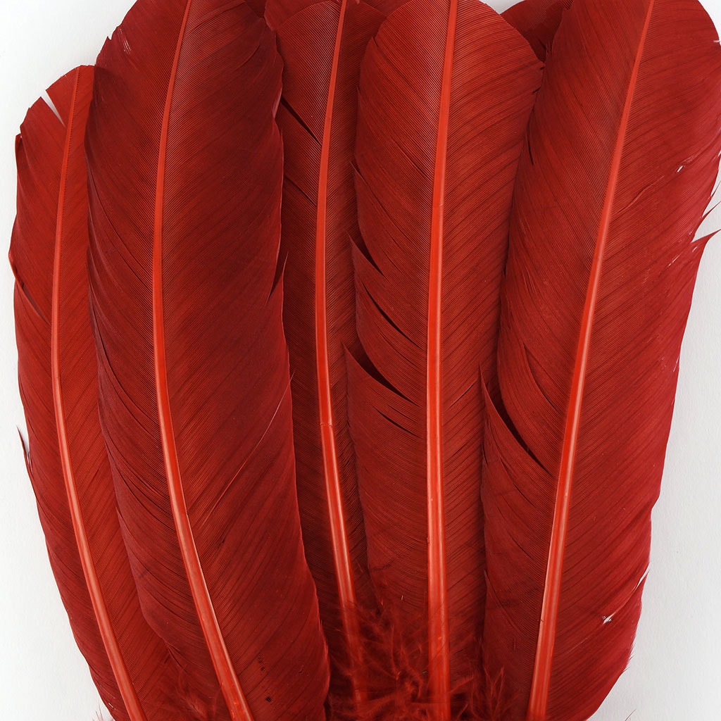 Bulk Turkey Quills by Pound - Right Wing - Rust