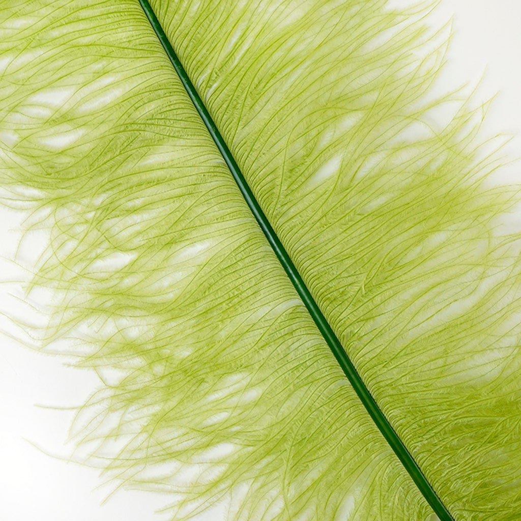 Large Ostrich Feathers - 18-24" Spads - Basil