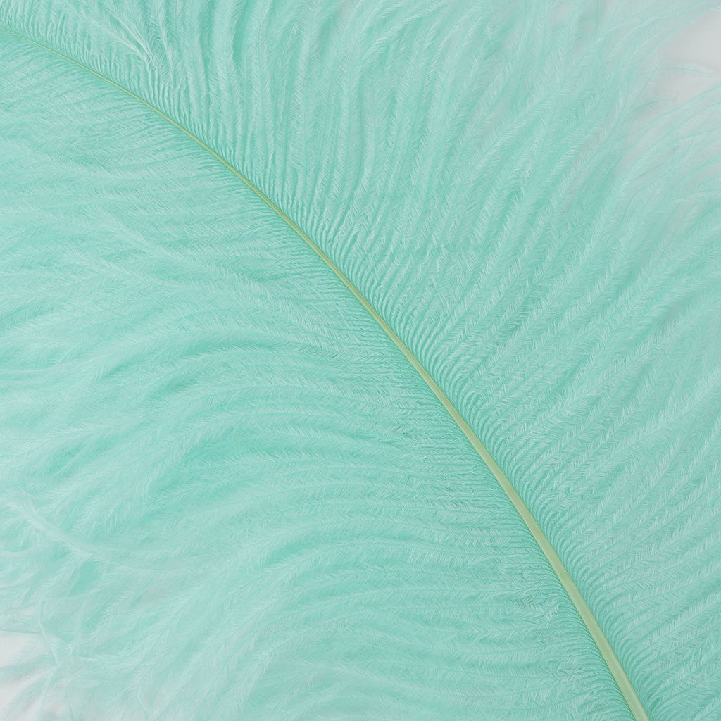 Large Ostrich Feathers - 20-25" Prime Femina Plumes - Mint