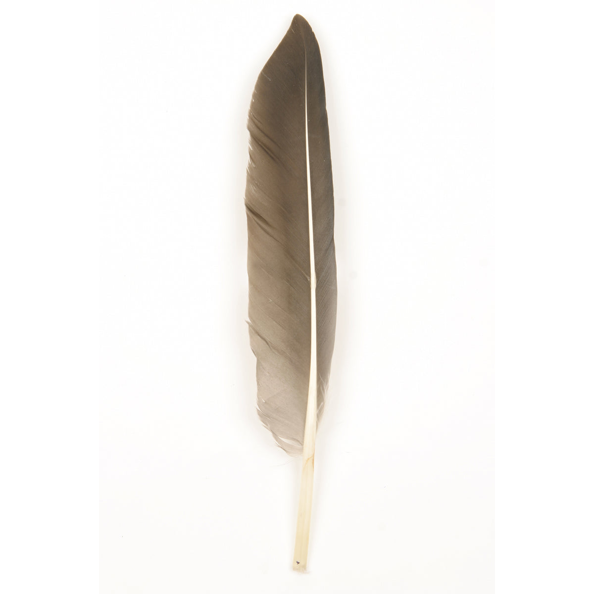 Loose Duck Pointers Natural - Natural