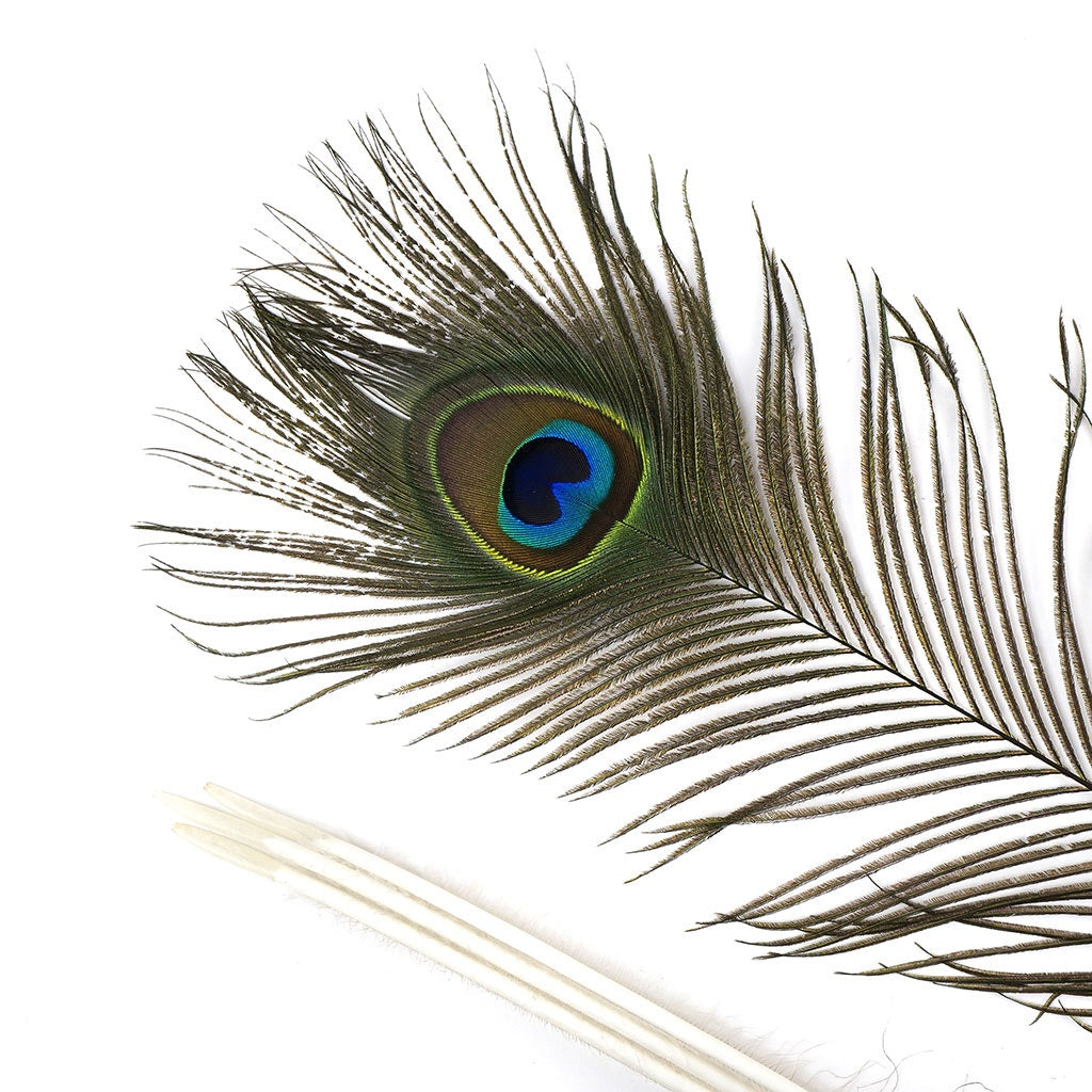 Peacock Feather Eyes 45-50" Natural