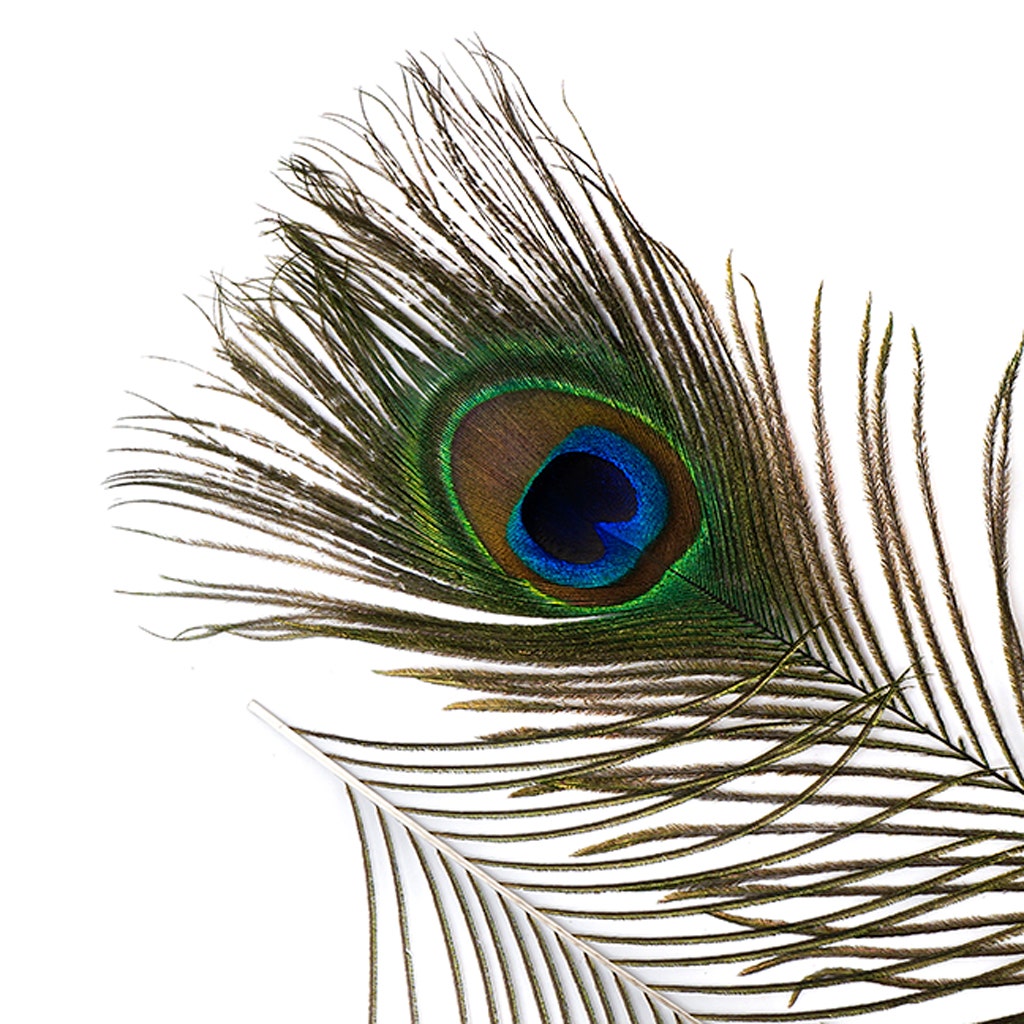 Peacock Feather Eyes Natural - 8-15"- 2pcs