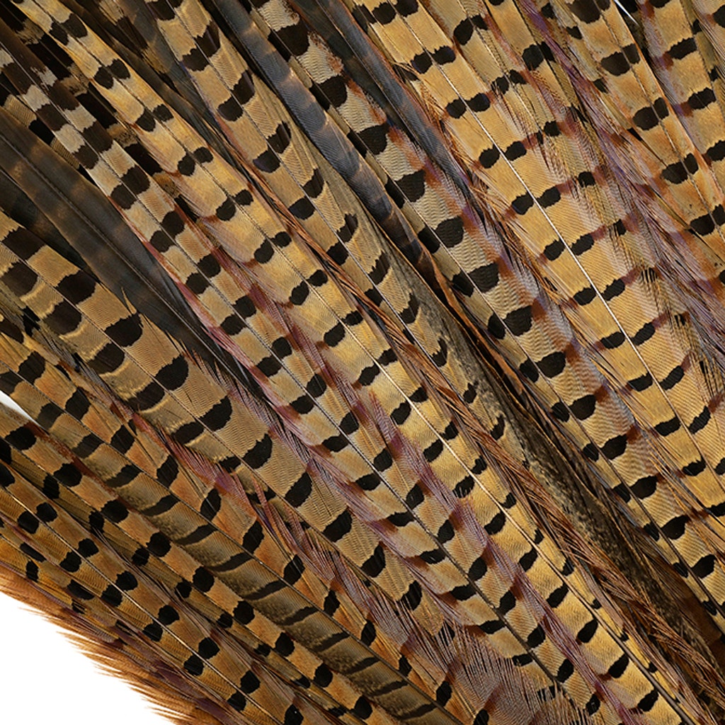 Bulk Ringneck Pheasant Tails - Natural - 18-20" (100pcs)