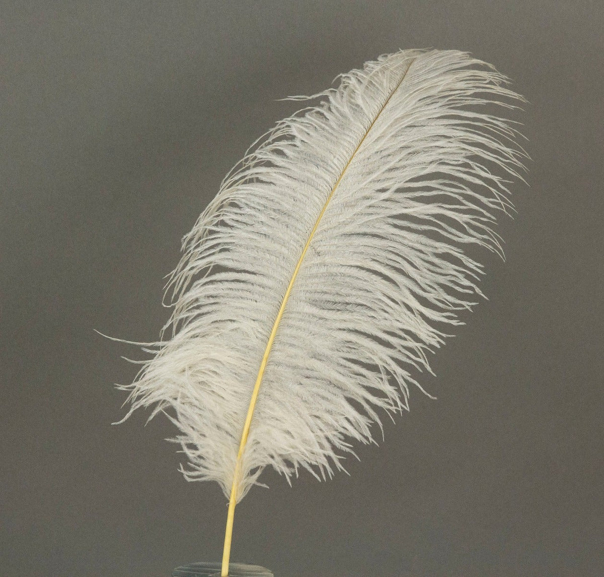 Ostrich Tails 16-18 inch - 30 PC - Ivory
