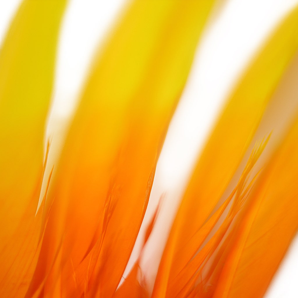 Ombre Turkey Quill Feathers 10-12" Dip .25 lb - Gold Orange