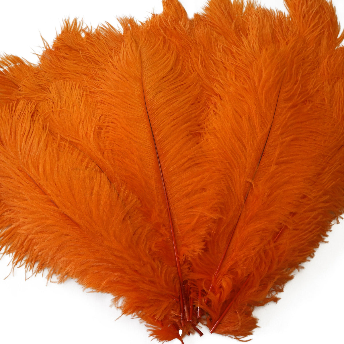 Large Ostrich Feathers - 17"+ Drabs - Orange