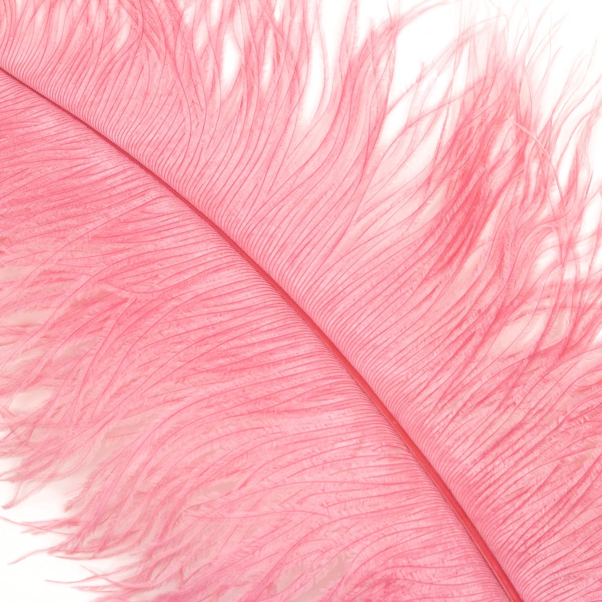 Large Ostrich Feathers - 20-25" Prime Femina Plumes - Met Gala-Potpourri