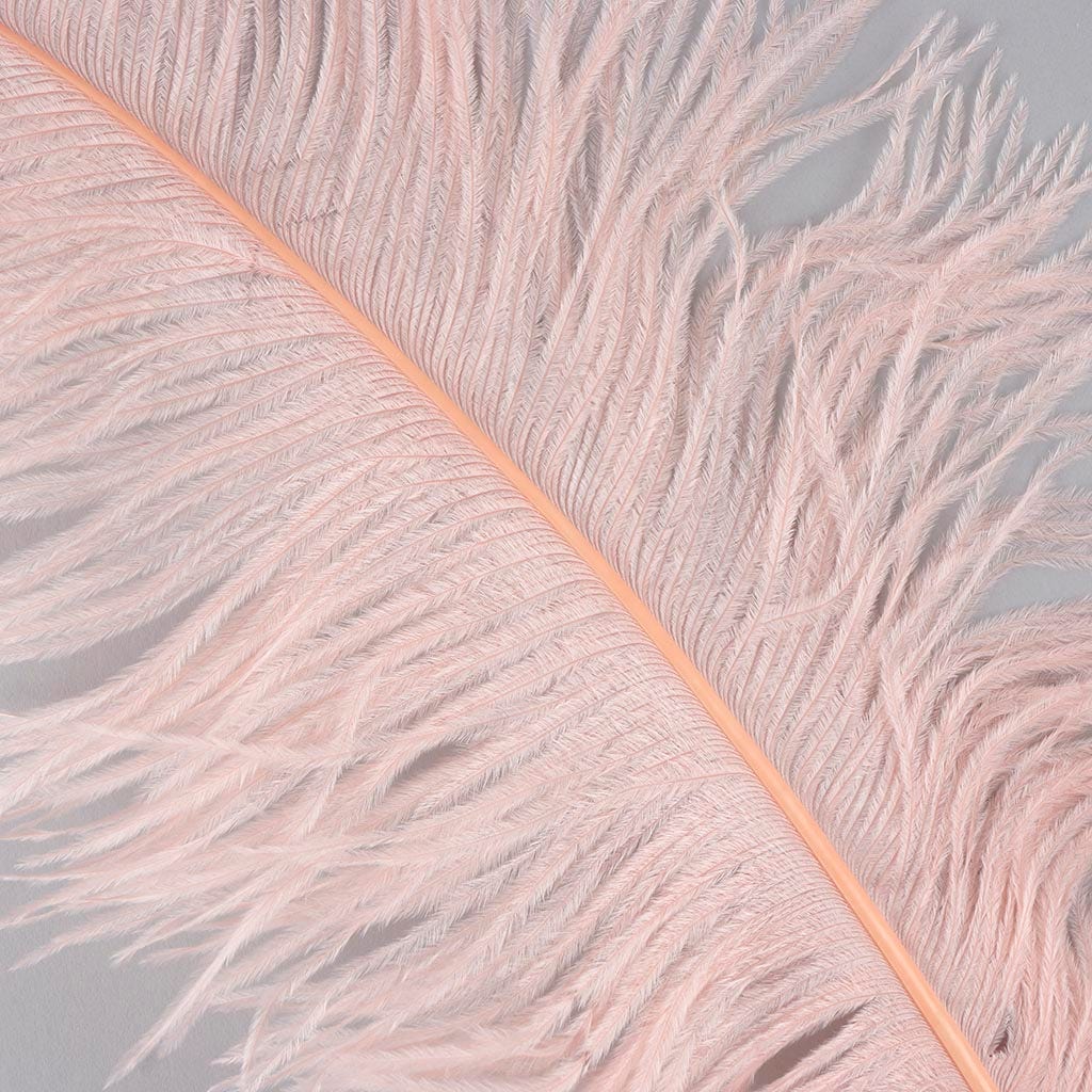 Large Ostrich Feathers - 18-24" Spads - Champagne