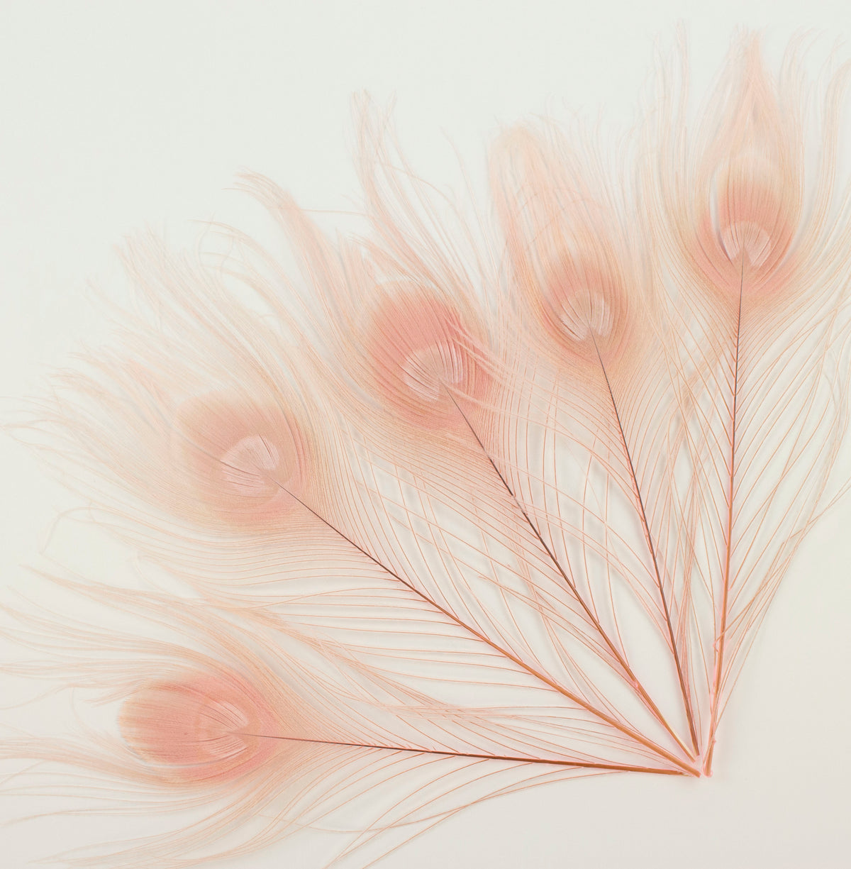 Peacock Feathers | 8-15" Tail Eyes | Candy Pink | 5pc