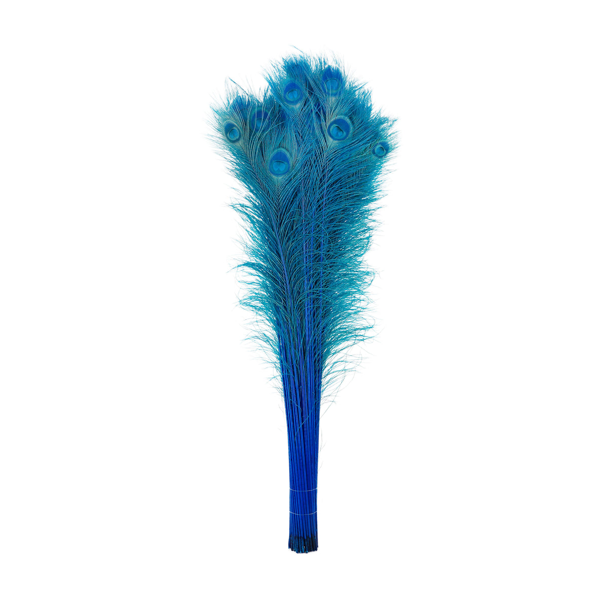 Peacock Tail Eyes Bleached Dyed - 25-40 Inch - 100 PCS - Dark Turquoise