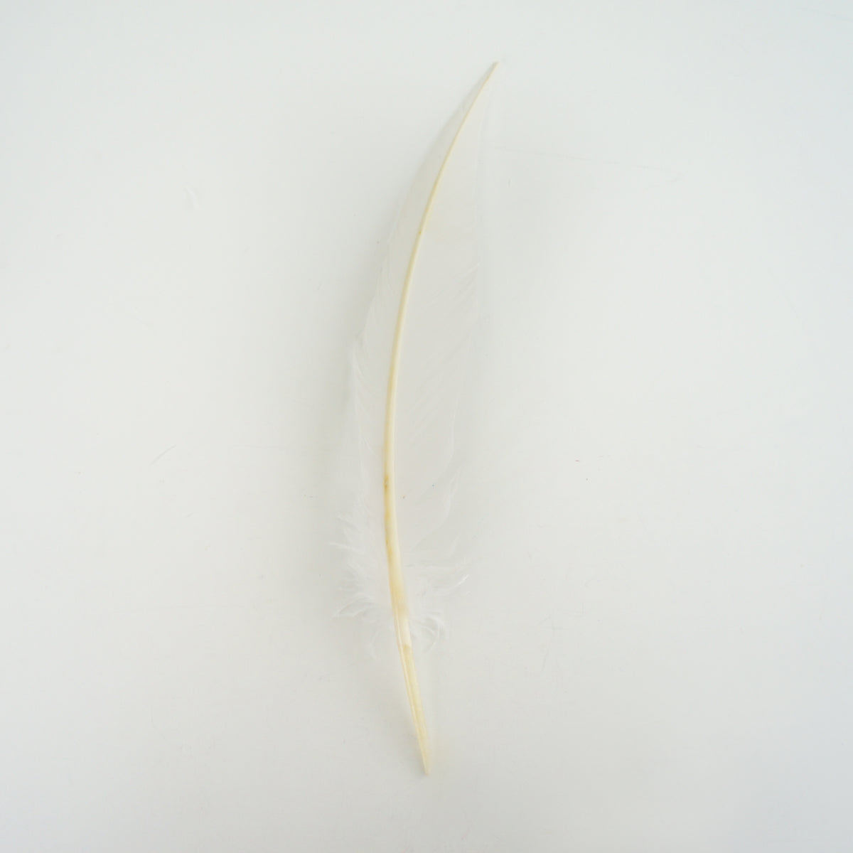 White Dagger Turkey Quill Feathers 9-12"