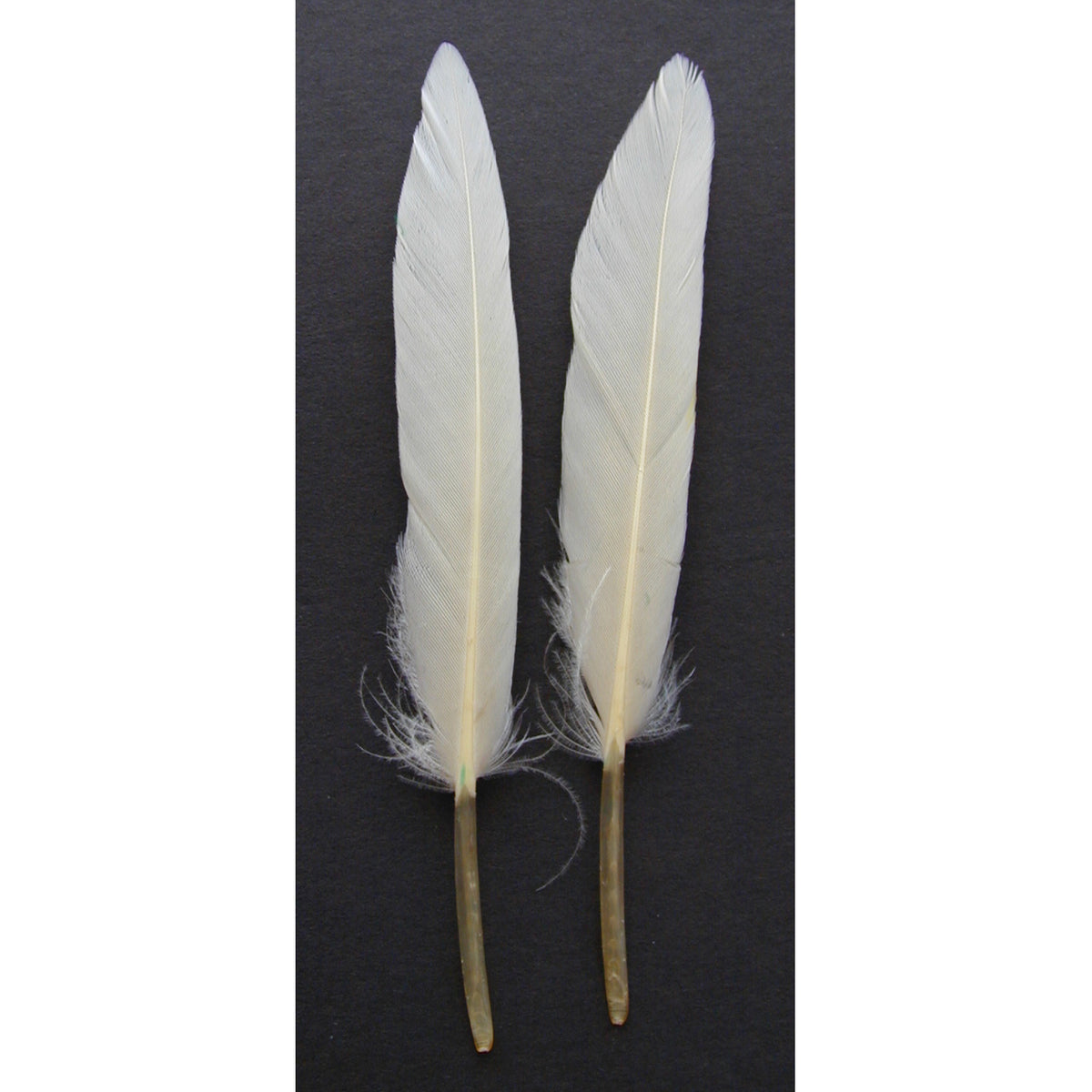 Loose Duck Cosse Dyed Feathers 3-4" - White