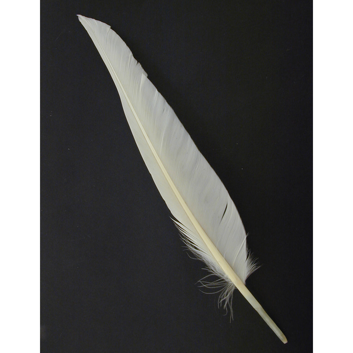 Duck Pointers 200pcs 5-9 inch - White