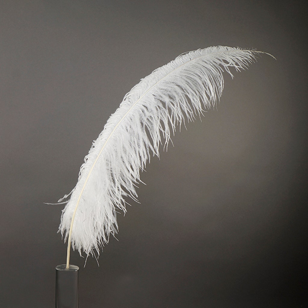 Large Ostrich Feathers - 18-24" Spads - White