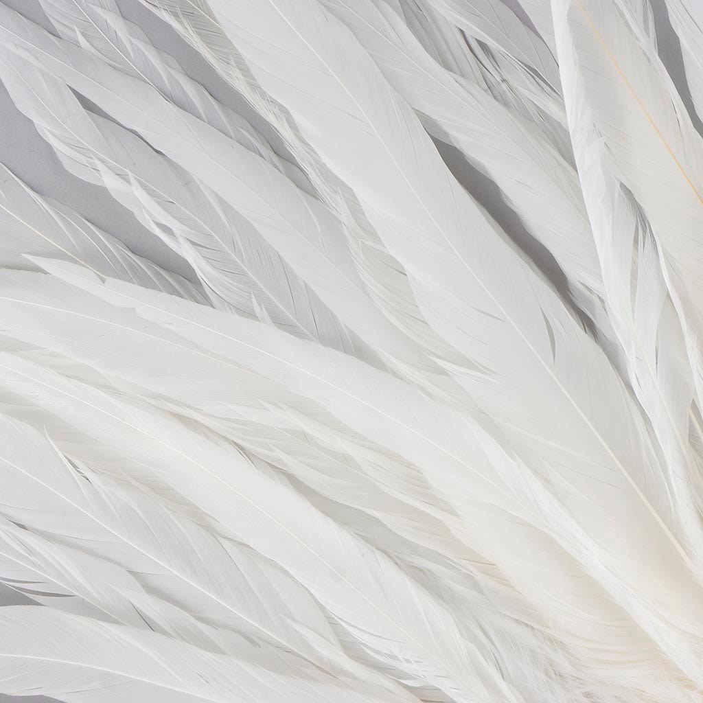 Rooster Coque Tails White - 13 - 16" - 25pcs