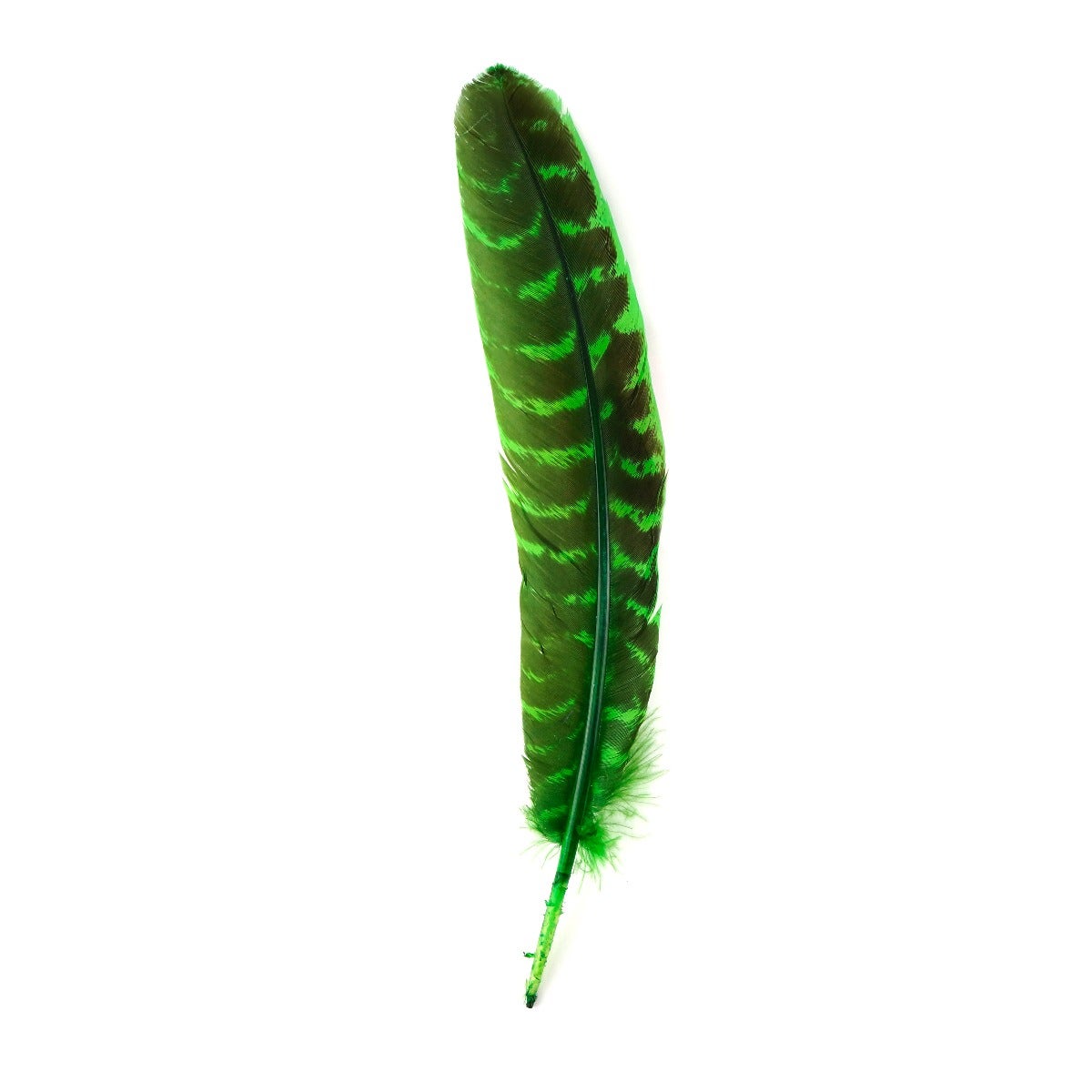 Barred Turkey Quills Wing Feathers 8-12" - KELLY
