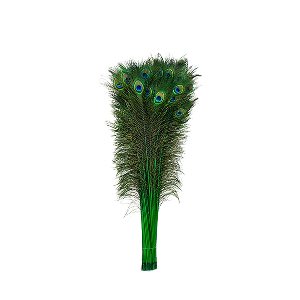 Peacock Tail Eyes Stem Dyed - 25-40 Inch - 100 PCS - Kelly