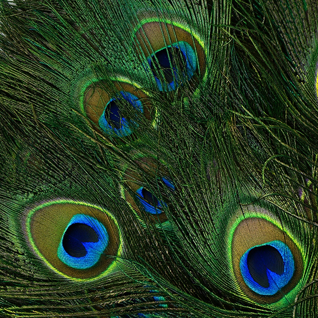Peacock Feather Eyes Stem Dyed - 25-40 Inch - 10 PCS - Kelly