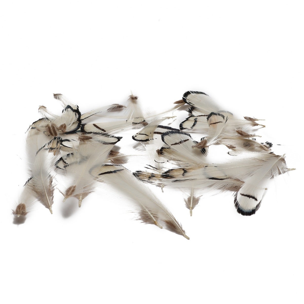 Pheasant Lady Amherst Crest Plumage 1-3.5" Natural