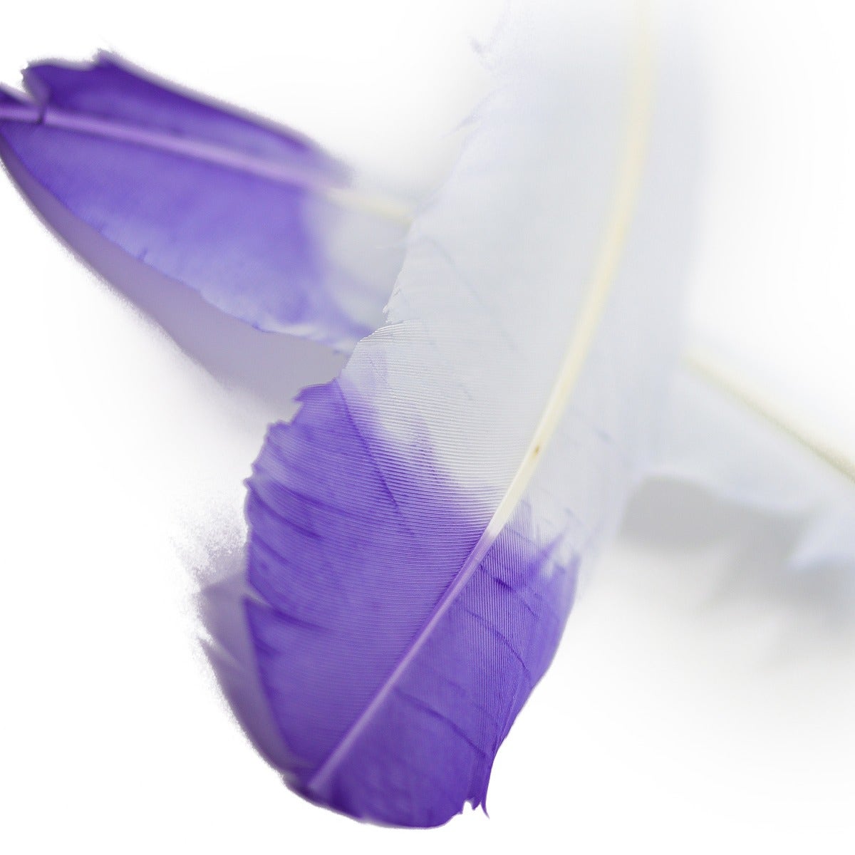 Turkey Quills Tipped - Violet/Regal