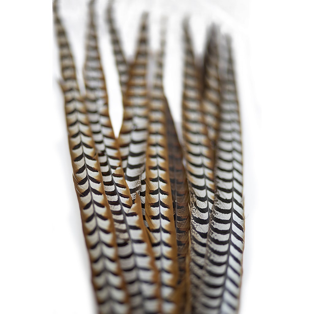 Venery Pheasant Tails - Natural - 30 - 40"