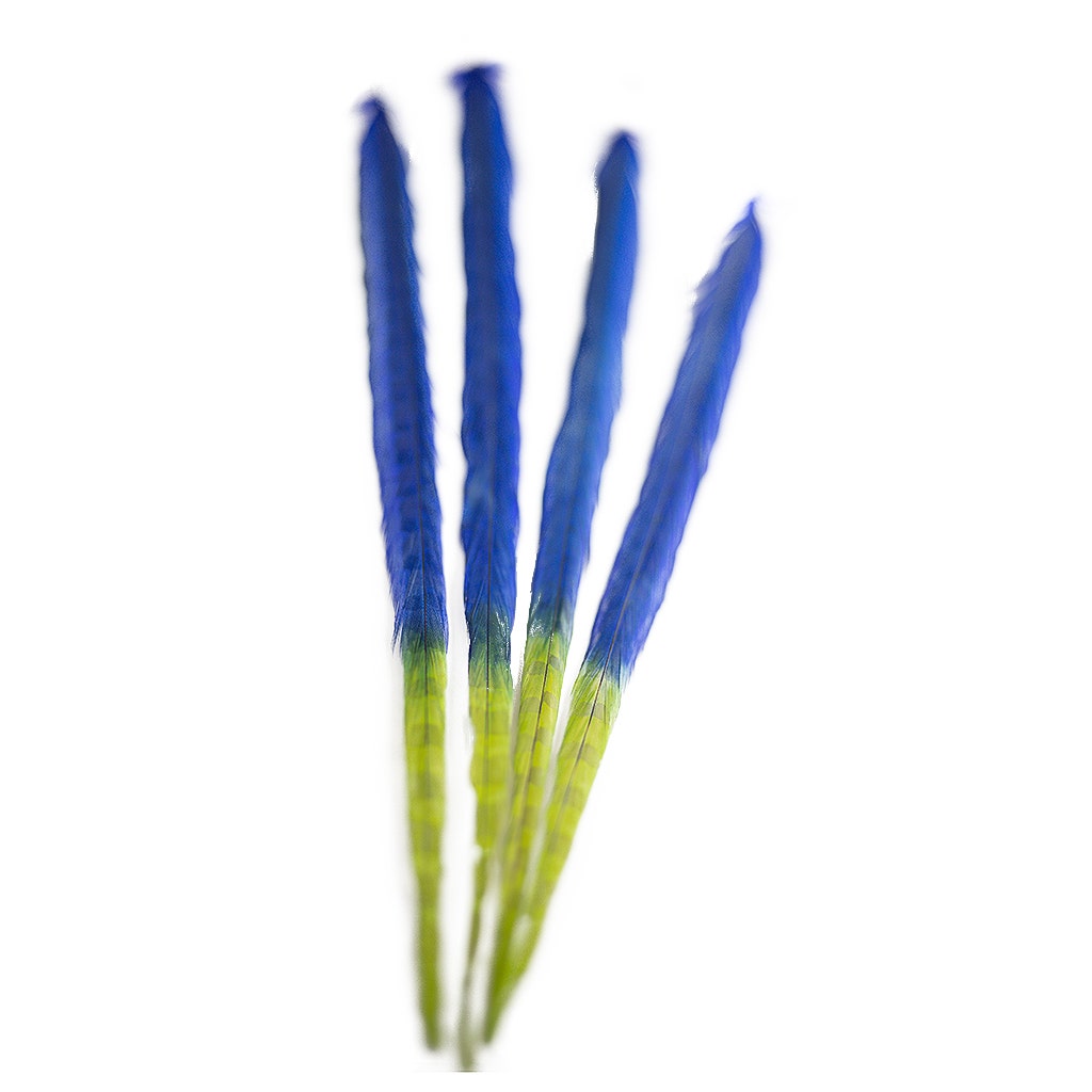 Ringneck Pheasant Tails Bleached/Dyed & Tipped Royal Blue / Lime Green - 20-24 Inch - 5 PCS