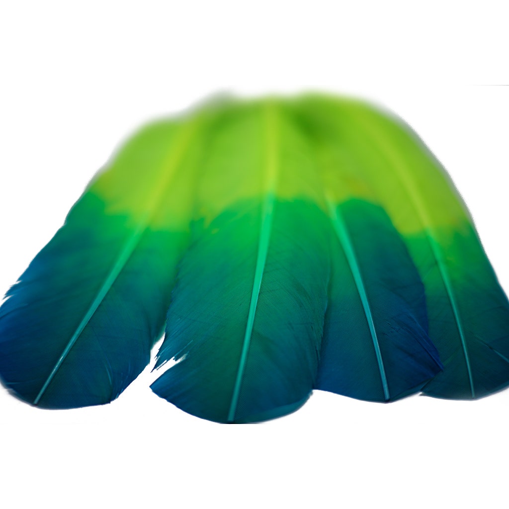 Ombre Turkey Quill Feathers 10-12" Dip .25 lb - Dark Turquiose/Lime