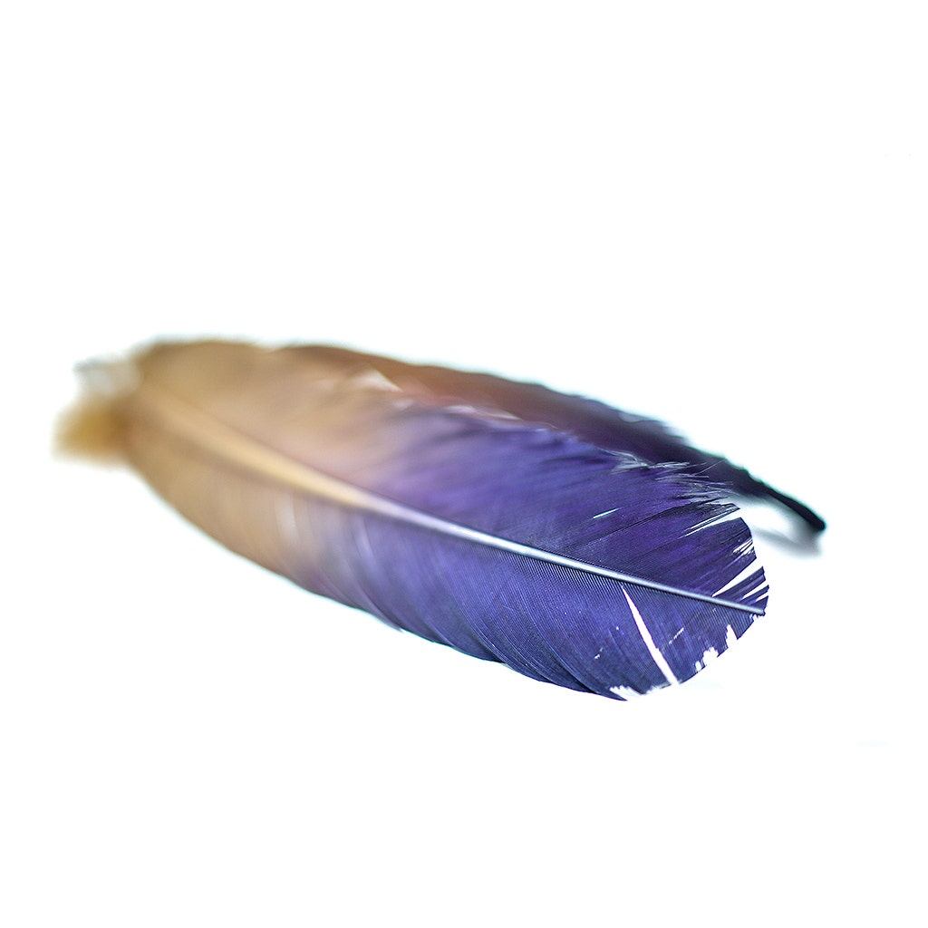 Ombré Turkey Quill Feathers 10-12” 2 pc - Navy - Camel