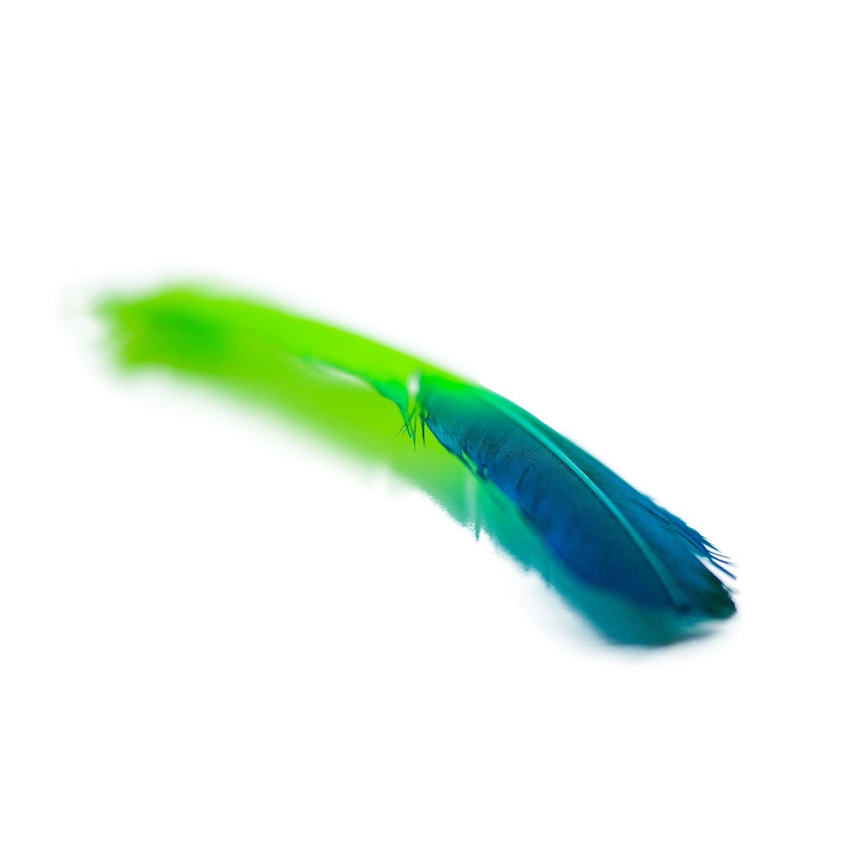 Ombré Turkey Quill Feathers 10-12” 2 pc - Dark Turquoise - Lime