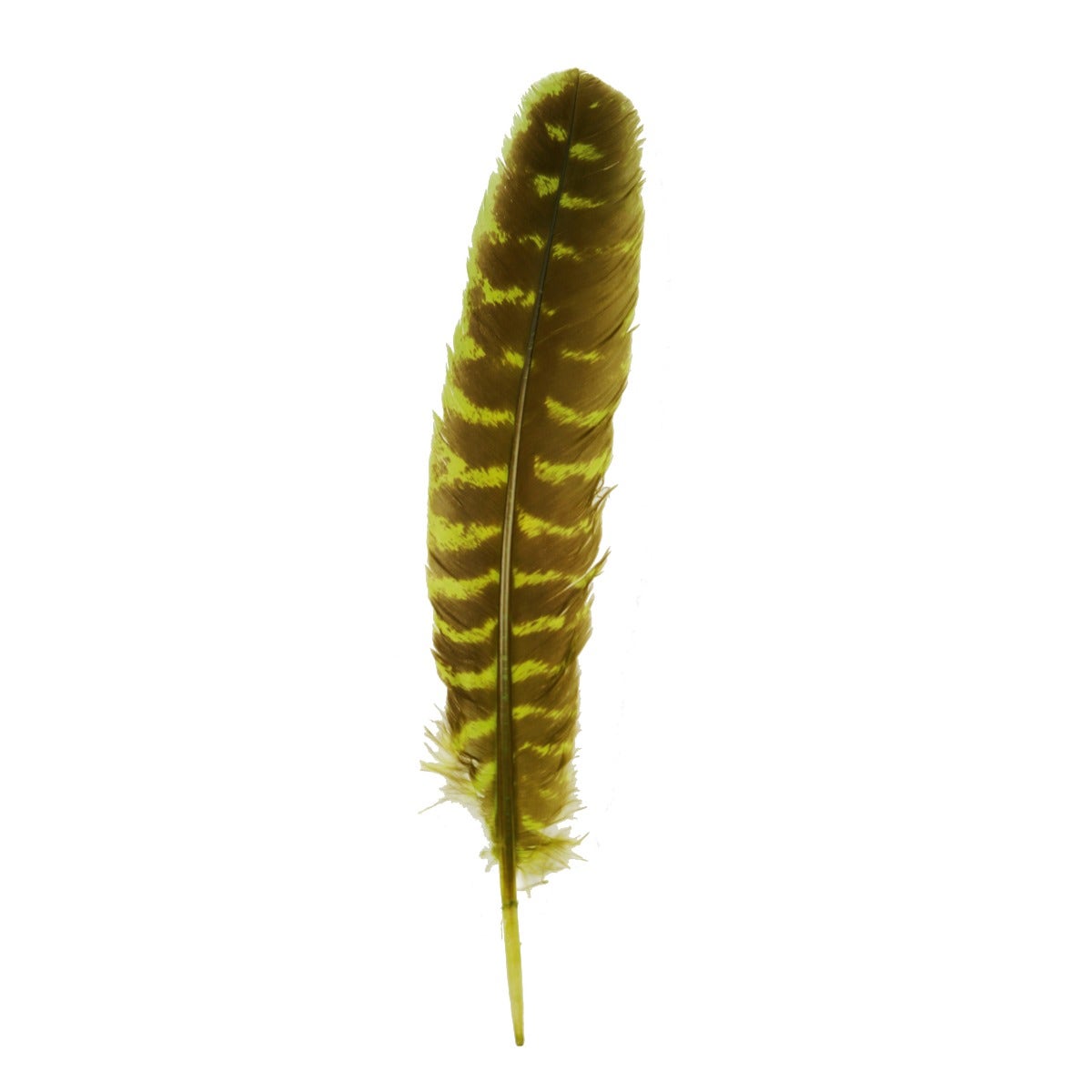 Barred Turkey Quills Wing Feathers 8-12" - Fluorescent Chartreuse