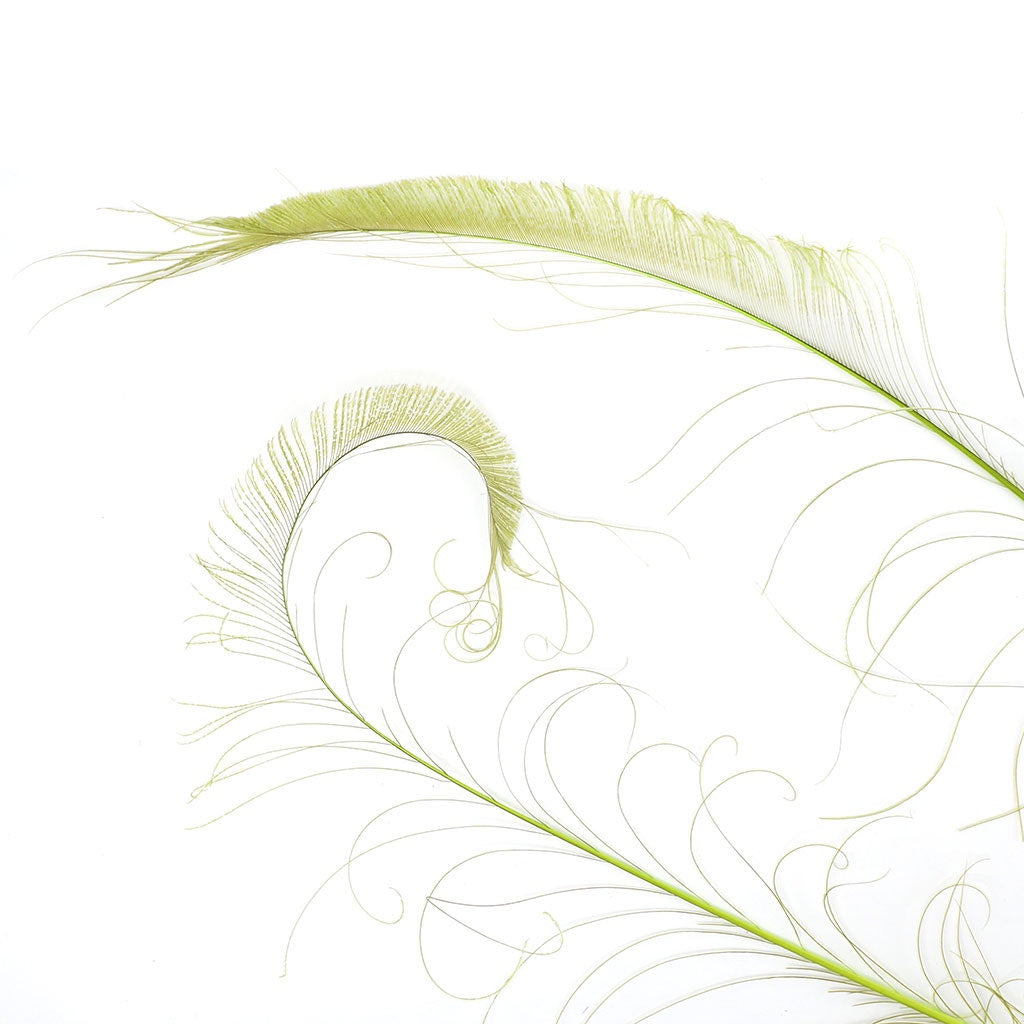Peacock Swords Bleached Dyed - Lime
