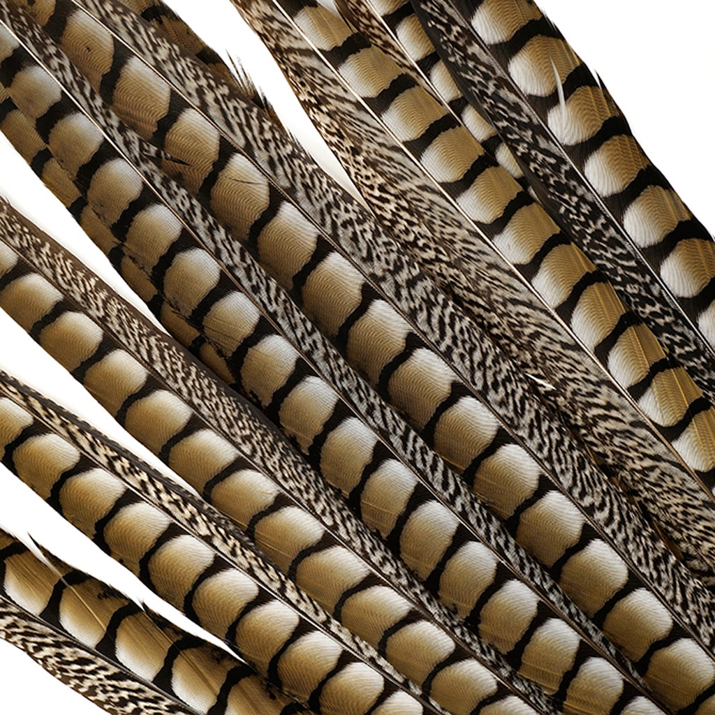 Lady Amherst Pheasant Tails - Natural - 30 - 35"