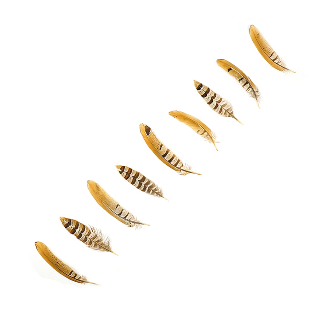 Venery Pheasant Tails - Natural - 4 - 6"