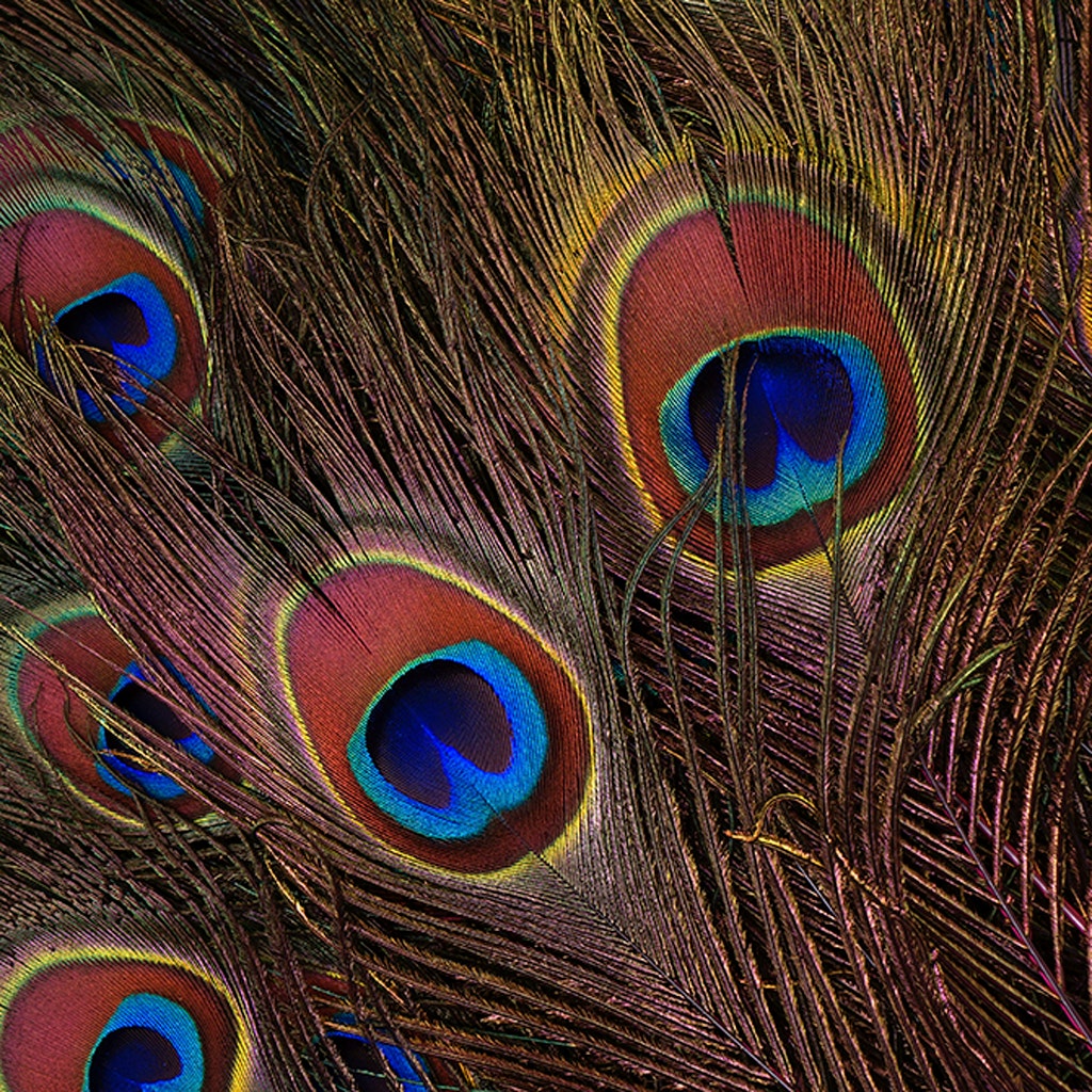 Peacock Feather Eyes Stem Dyed - 25-40 Inch - 10 PCS - Shocking Pink