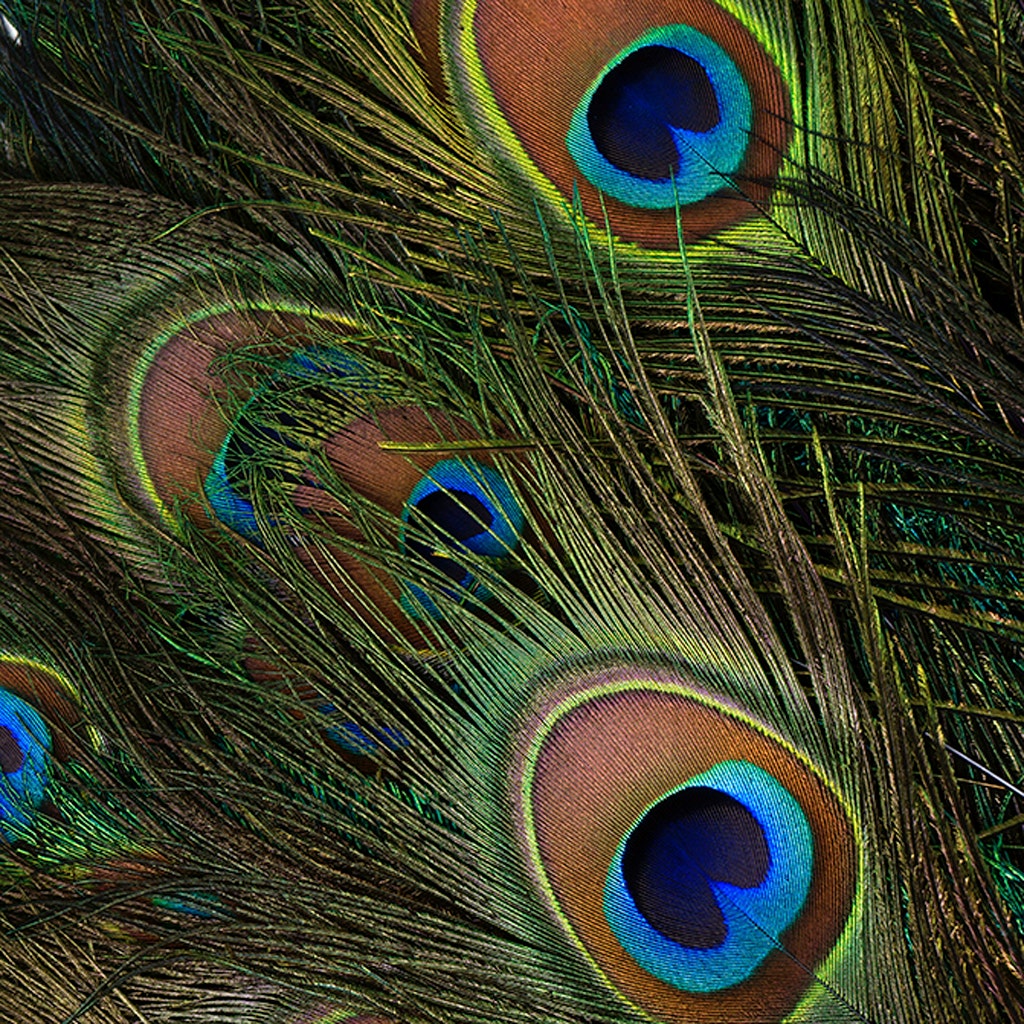 Peacock Feather Eyes Stem Dyed - Purple