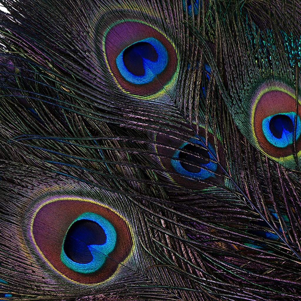 Peacock Feather Eyes Stem Dyed - 25-40 Inch - 10 PCS - Regal