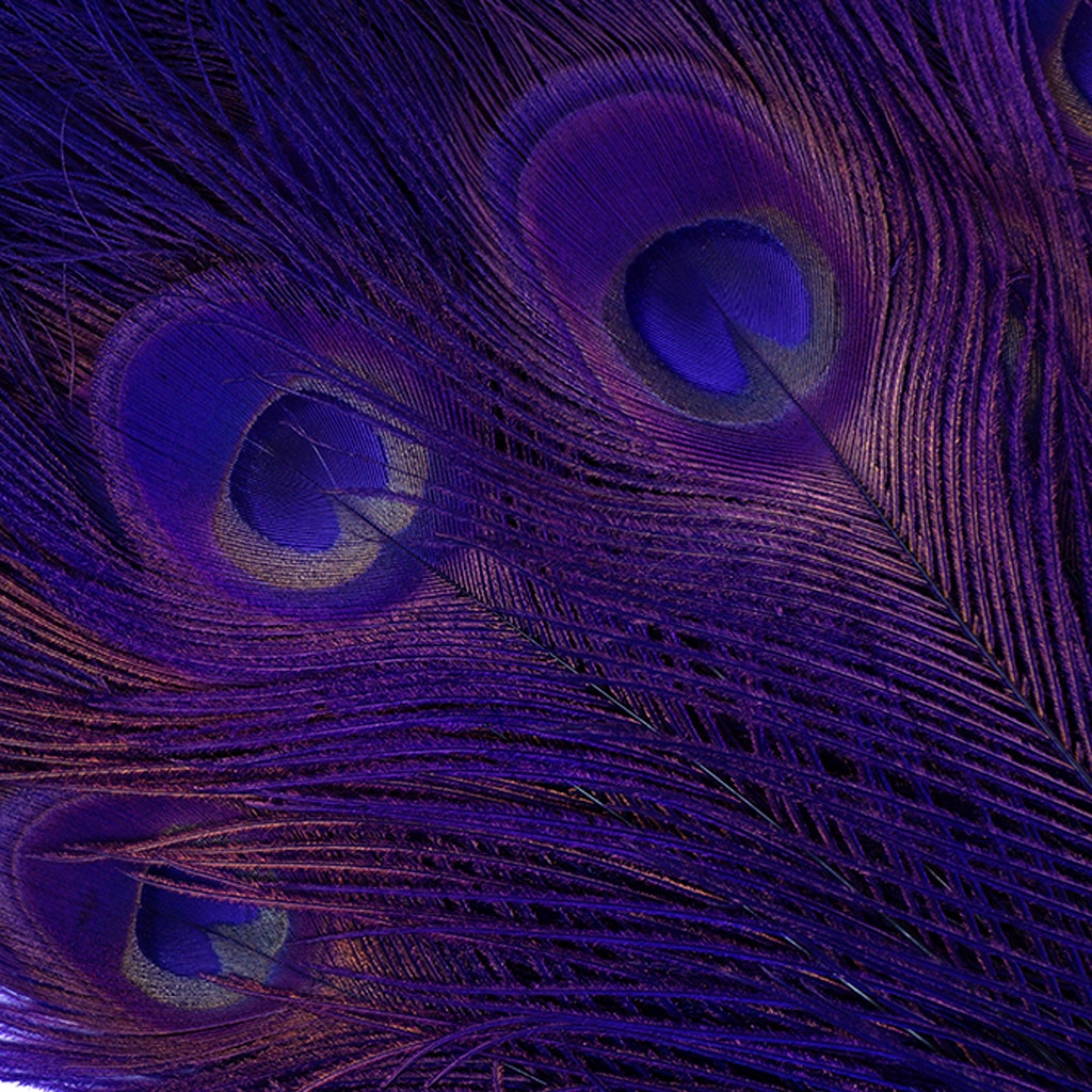 Peacock Eyes Bleached/Dyed Feathers - 25-40 Inch - 10 PCS - Regal