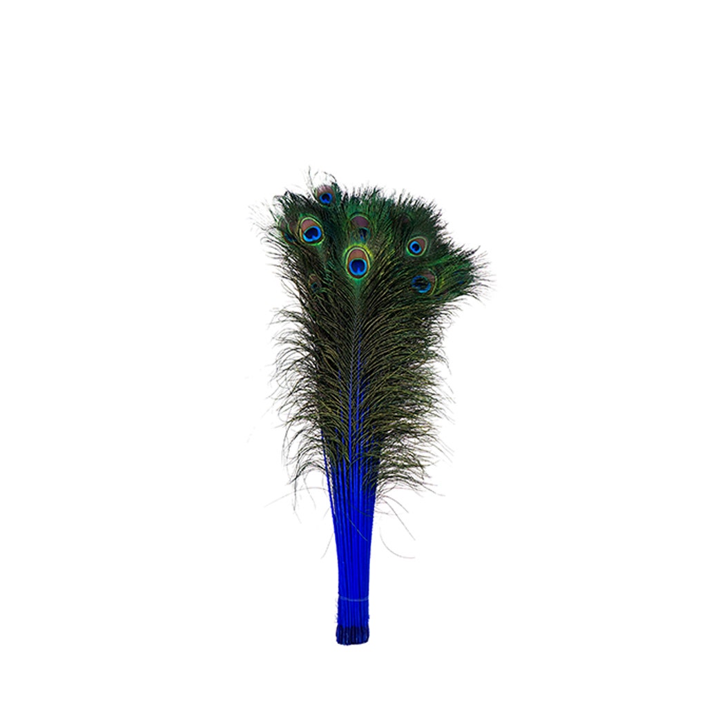 Peacock Tail Eyes Stem Dyed - 25-40 Inch - 100 PCS - Royal