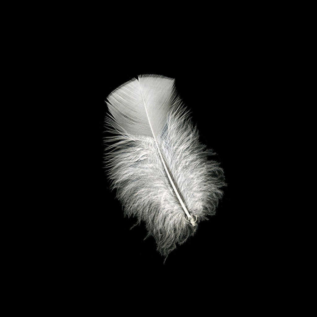 Loose Turkey Plumage Feathers - 1/4 lb - White