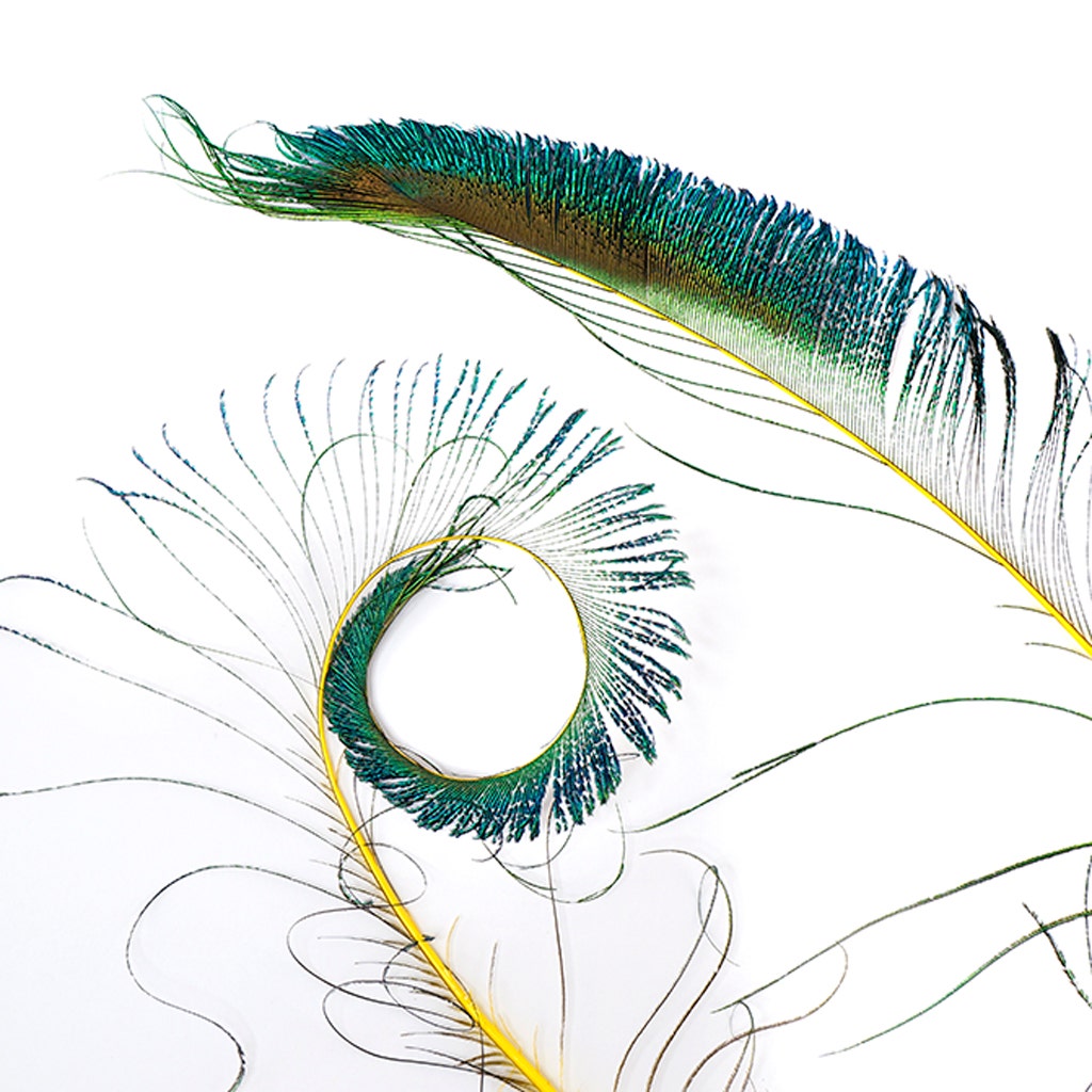 Bulk Peacock Sword Feathers Stem Dyed - 100 pc - 25-40" - Yellow