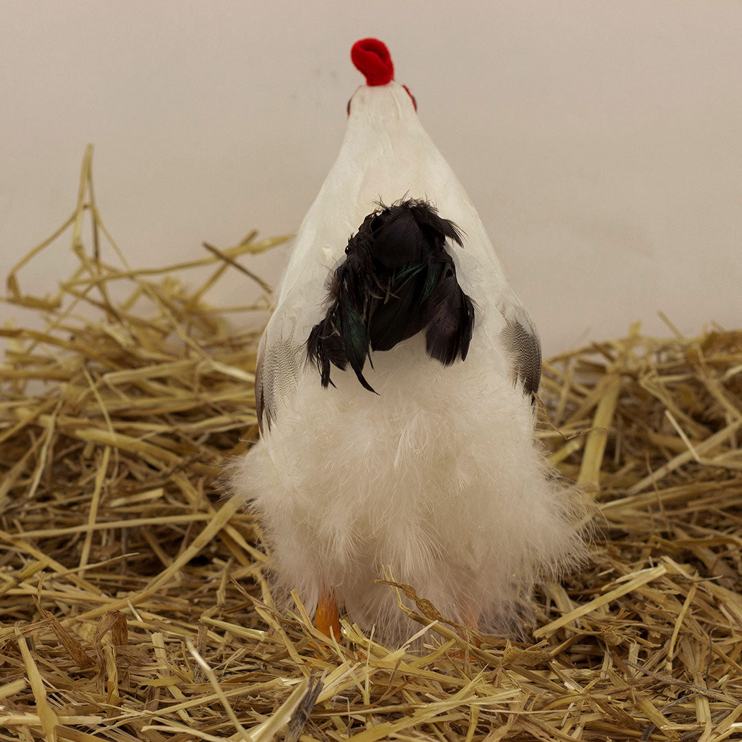 White and Black Hen Farmhouse Decor
