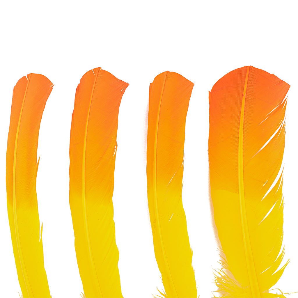 Ombre Turkey Quill 10-12" Right Wing Tip Silver .25 lb - Pink Orient-Orange