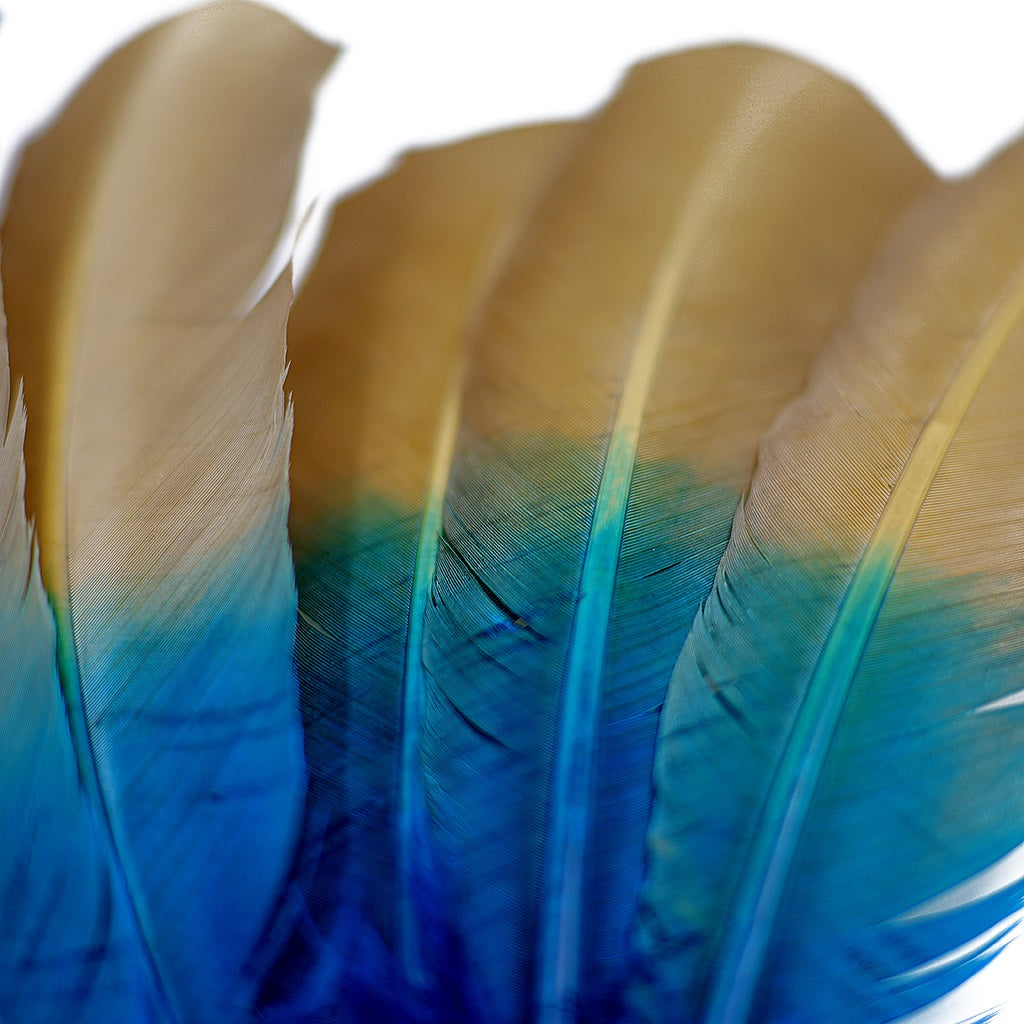 Ombre Turkey Quill Feathers 10-12" Dip .25 lb - Dark Turquoise/ Camel