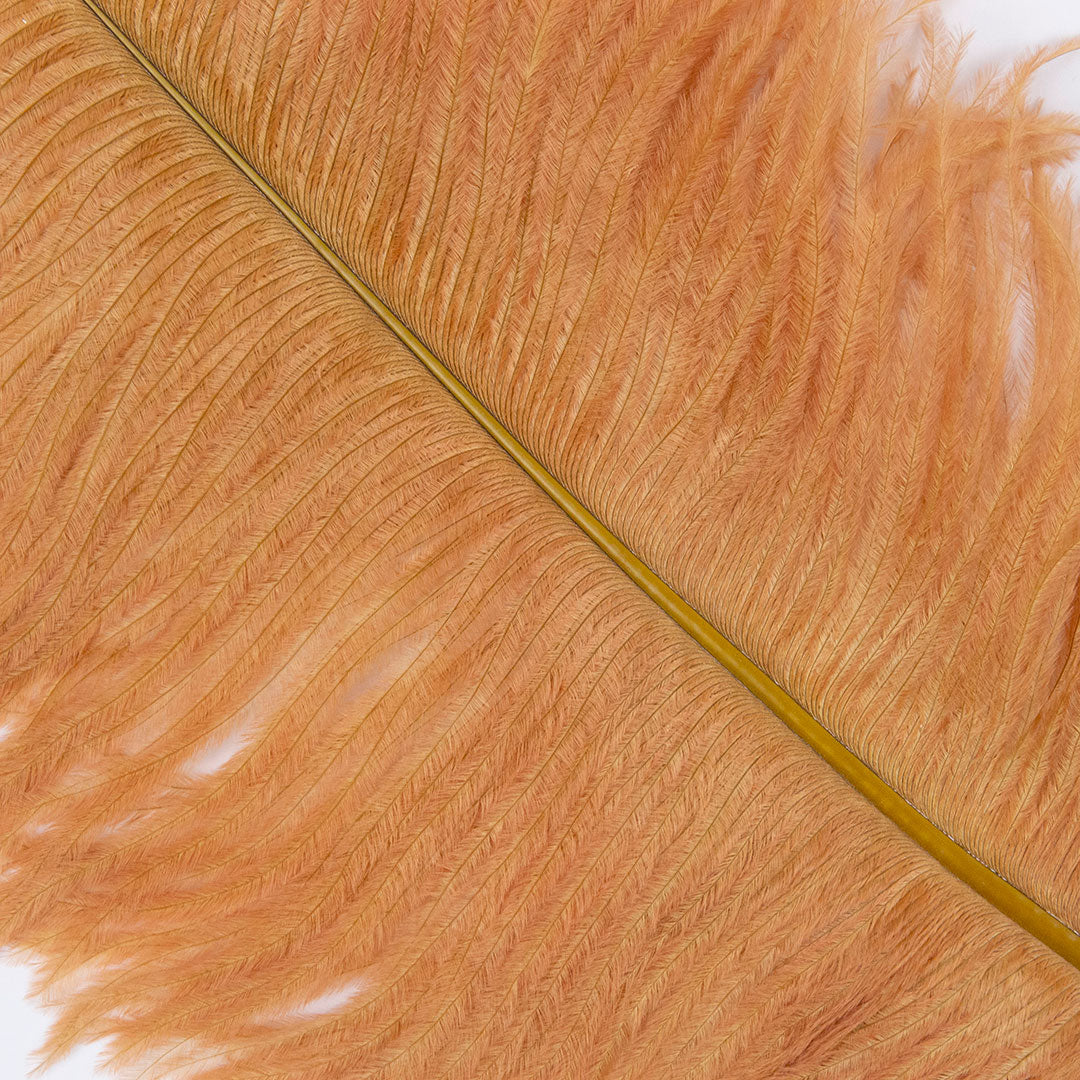 Large Ostrich Feathers - 20-25" Prime Femina Plumes - Toasted Almond