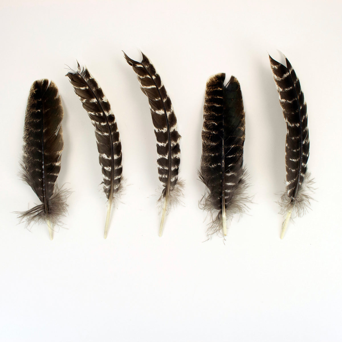 Natural Barred Turkey Quills Second Quality 8-12" - 12 pcs
