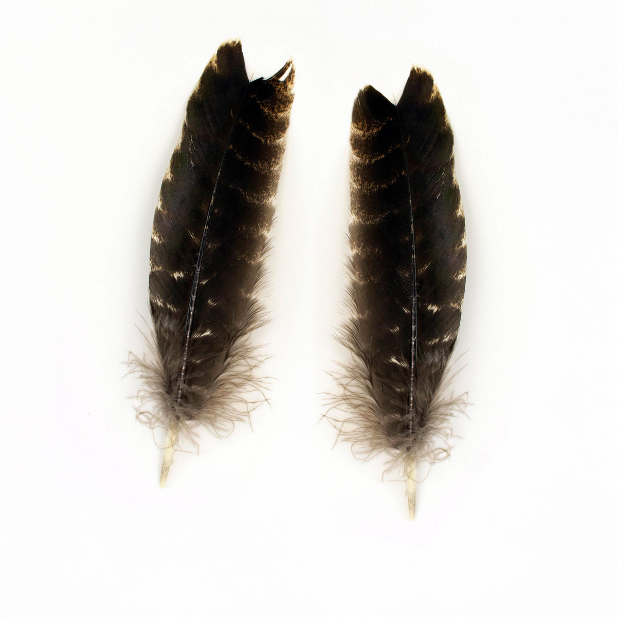 Natural Barred Turkey Quills Second Quality 8-12" - 12 pcs