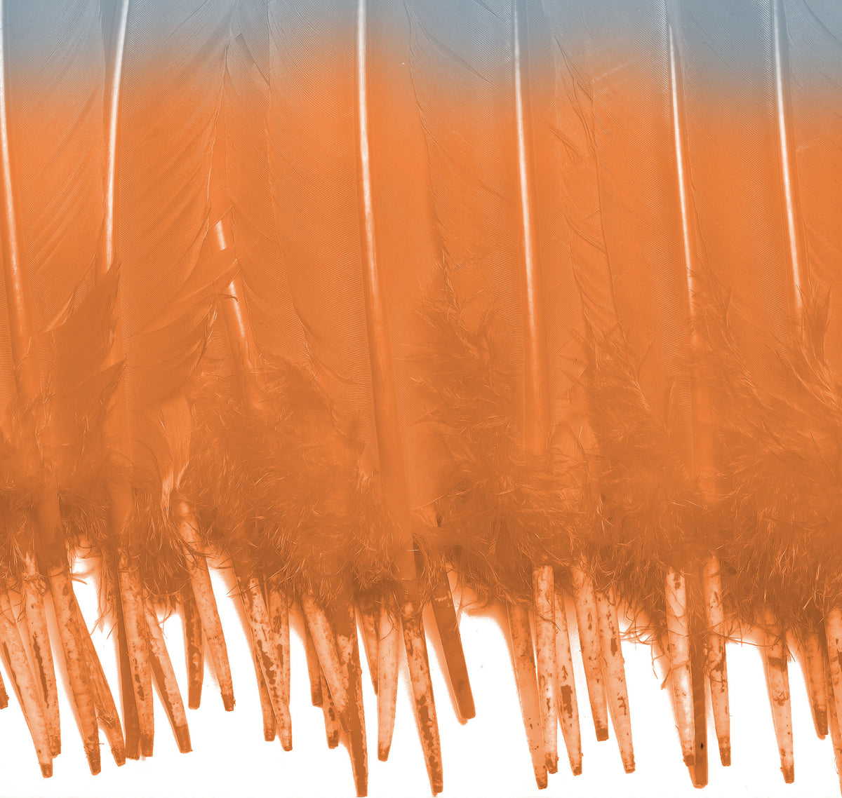 Ombre Turkey Quill 10-12" Right Wing Tip Silver .25 lb - Silver-Orange