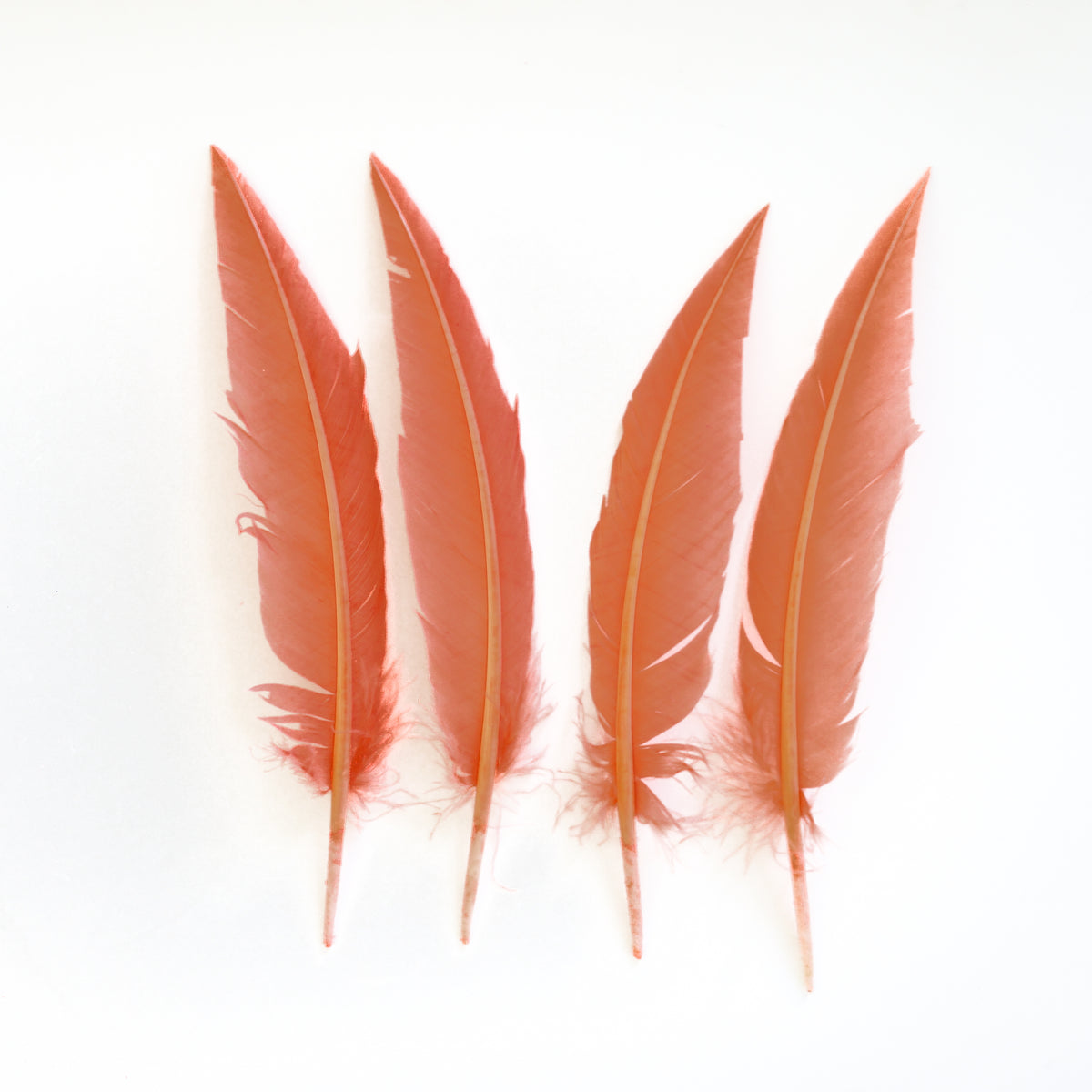 Dagger Turkey Quill Feathers 9-12"- Apricot Blush